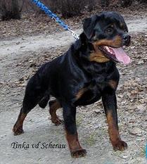 Tinka von der Scherau Tinka von der Scherau