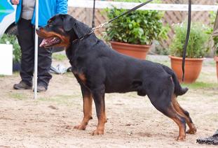 Capone vom Alten Troll Capone vom Alten Troll