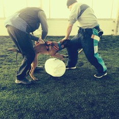 Sparring's Iwo Sparring's Iwo