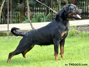 Toxi Earl Antonius Toxi Earl Antonius