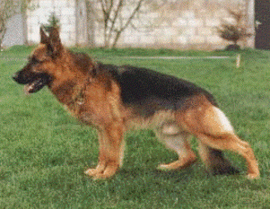 Randy aus dem schwarzen Zwinger Randy aus dem schwarzen Zwinger