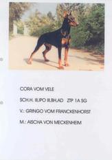 Cora vom Vele Cora vom Vele