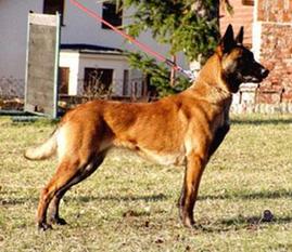 Targa des Loups de Genain Targa des Loups de Genain