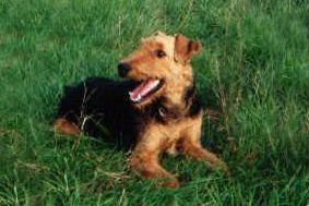 Baxter von der Weinhütte Baxter von der Weinhütte