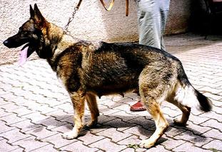 Anka von der Niddereiche Anka von der Niddereiche