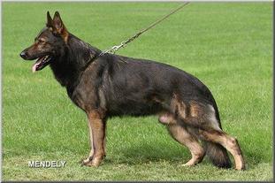 Indy vom Wolfsblick Indy vom Wolfsblick