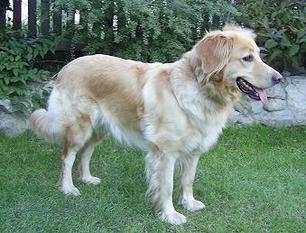 Chloe Devil's Breed Chloe Devil's Breed