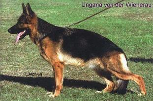 Ungana von der Wienerau Ungana von der Wienerau