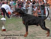 Dobergaarden Forever Athos