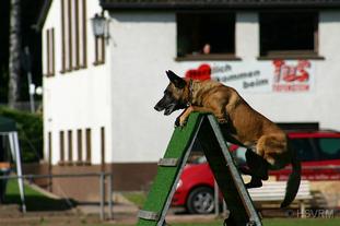 Boomer vom alten Zigeuner Boomer vom alten Zigeuner