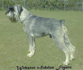 Webster vom fidelen Figaro Webster vom fidelen Figaro