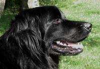 dog image background
