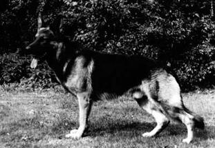 Sam von der Schinklergrenze Sam von der Schinklergrenze