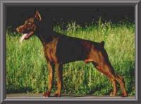 Balou vom Residenzschloss Balou vom Residenzschloss