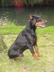 Banjo von Hochstede Banjo von Hochstede