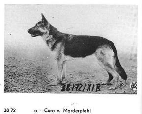 Cora vom Marderpfahl Cora vom Marderpfahl