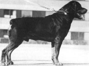 Thor (A0022) Thor (A0022)