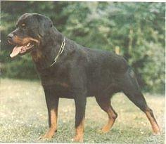 Bandit vom Geiersberg Bandit vom Geiersberg
