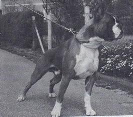 Ewing vom Boxerhof Ewing vom Boxerhof