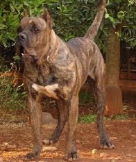 Simba de Alacant Bull Simba de Alacant Bull