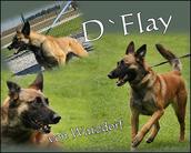 D'Flay von Watzdorf