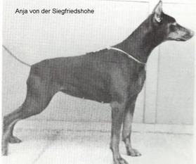 Anja von der Siegfriedshöh Anja von der Siegfriedshöh