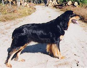 Sita vom Douglashof Sita vom Douglashof