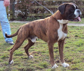 Boris von der Niersquelle Boris von der Niersquelle