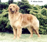 Albion Gasko