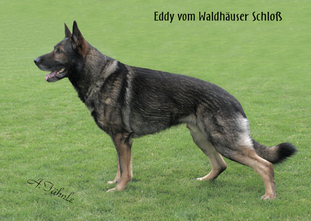 Eddy vom Waldhäuser Schloß Eddy vom Waldhäuser Schloß