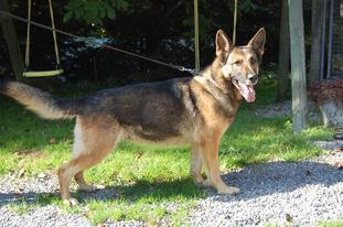 Gipsy vom Heslachereck Gipsy vom Heslachereck