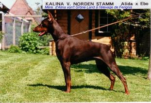 Kalina vom Norden Stamm Kalina vom Norden Stamm