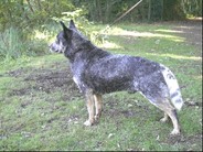 dog image background