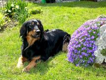 Bild von Estrelle vom Pfarrhof