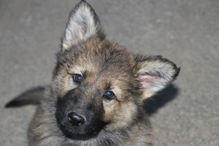 Kiro von der alten Schmiede Kiro von der alten Schmiede