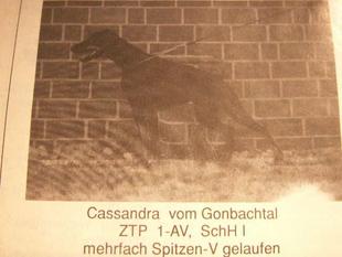 Cassandra vom Gonbachtal Cassandra vom Gonbachtal