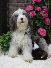 Argyle's Glory Belle du Jour Argyle's Glory Belle du Jour