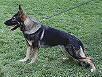 Jutta Eqidius CS Jutta Eqidius CS