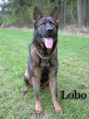 Lobo ze Stribrneho kamene CS Lobo ze Stribrneho kamene CS