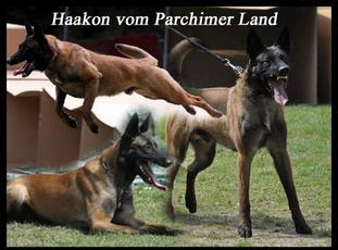 Haakon vom Parchimer Land Haakon vom Parchimer Land