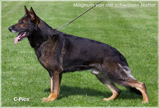Magnum von der schwarzen Natter Magnum von der schwarzen Natter
