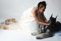 dog image background