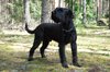 Gigabit Black Bear