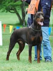 Gem'Givveeon Louis Dobermann Gem'Givveeon Louis Dobermann
