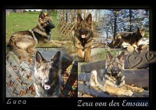 Zera von der Emsaue Zera von der Emsaue