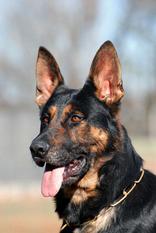 Griff von Tajgetosz Griff von Tajgetosz