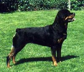 Aika von der Pulvermühle Aika von der Pulvermühle