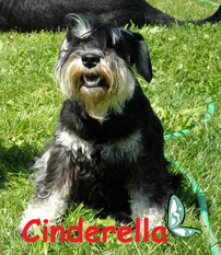 Cinderella von der Spergauer Au` Cinderella von der Spergauer Au`