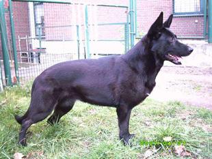 Akita von Haus Heldmann Akita von Haus Heldmann