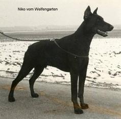 Niko vom Welfengarten Niko vom Welfengarten